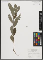 Foto von Salix appendiculata Vill.